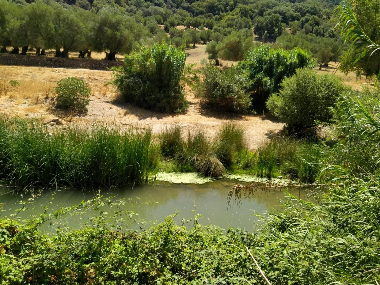 הוילה בנאוחאן Molino Del Caracol מראה חיצוני תמונה